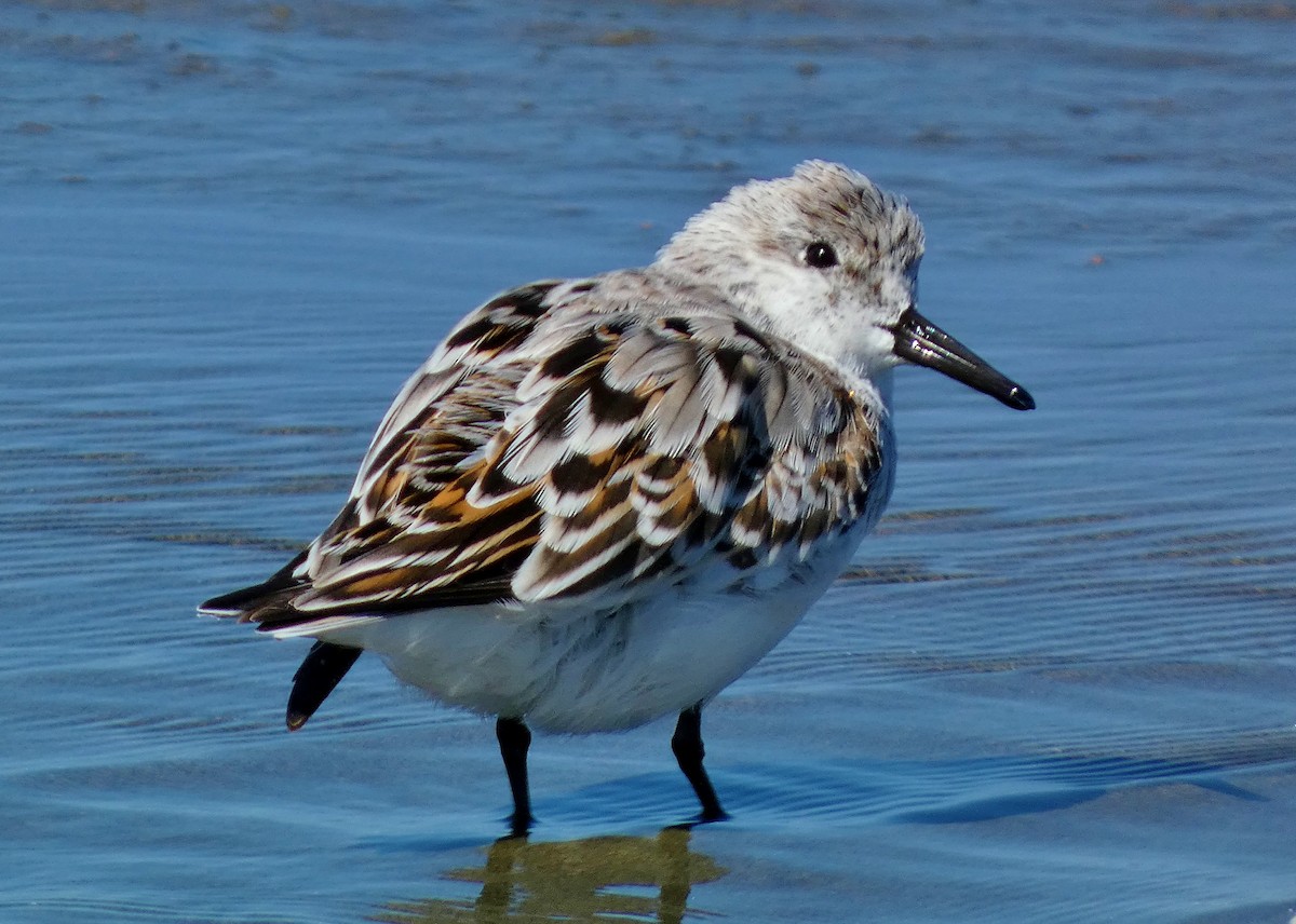 Sanderling - David Assmann