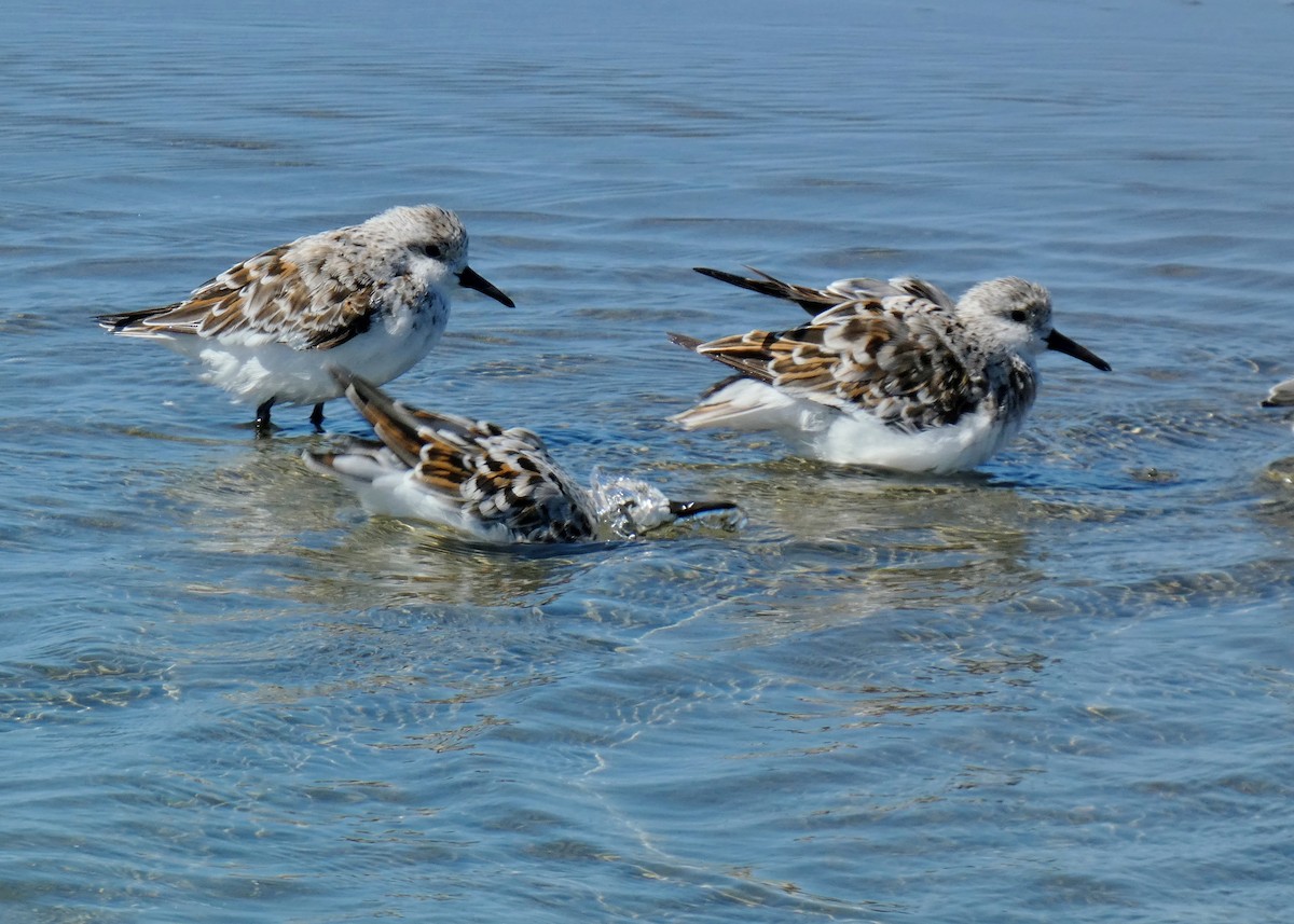 Sanderling - David Assmann