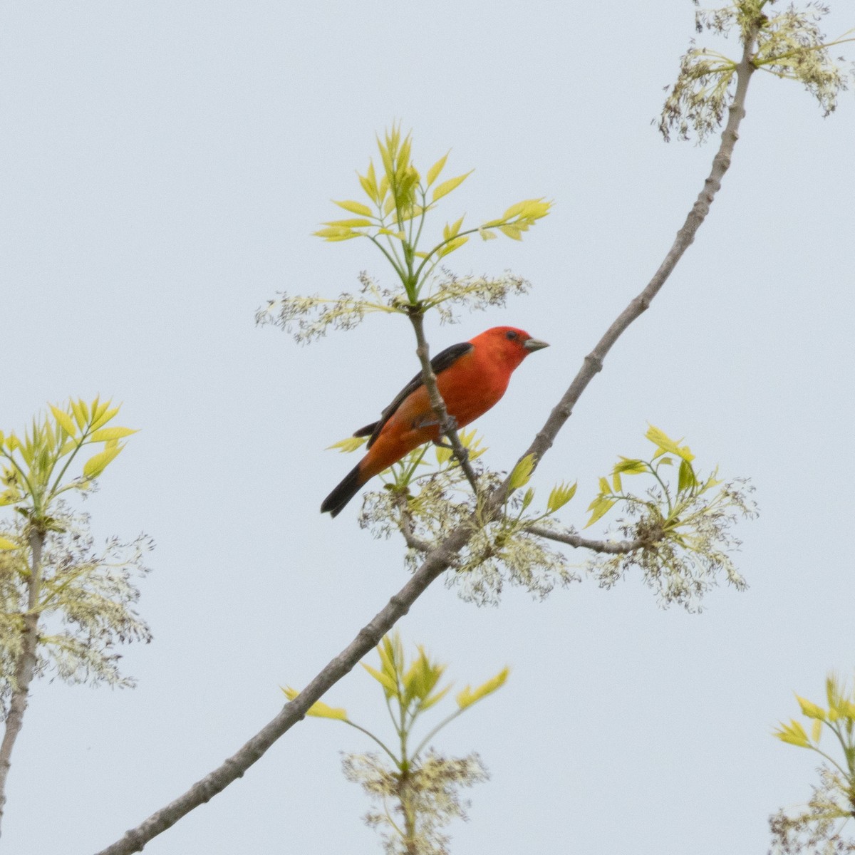 Scarlet Tanager - Mary McKitrick