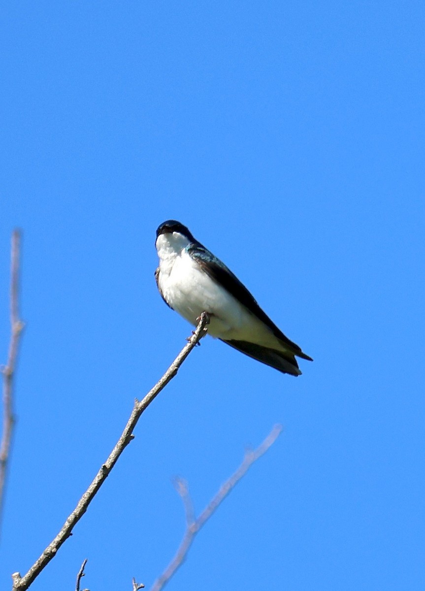 Tree Swallow - Ronald Duemler