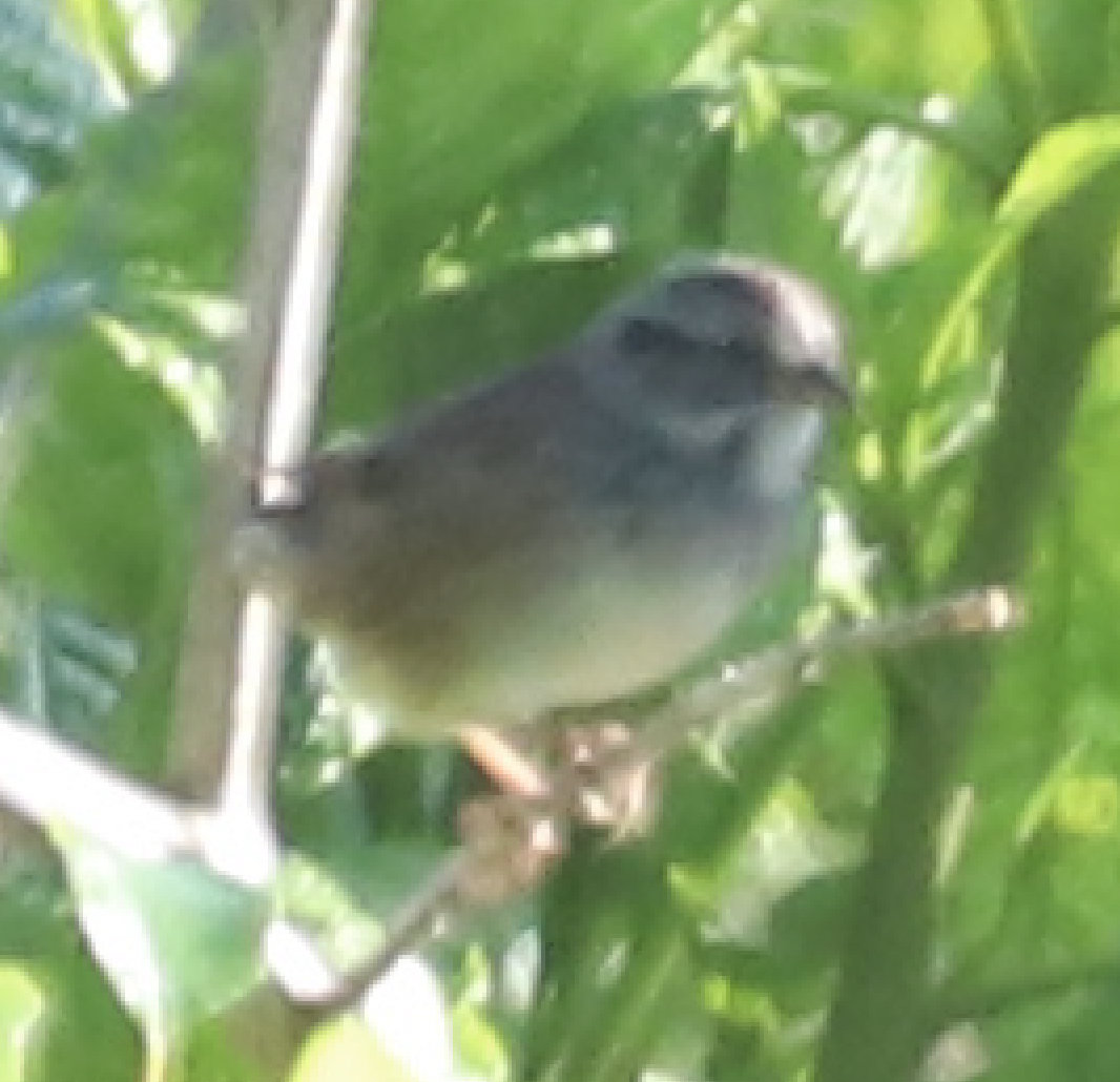Swamp Sparrow - ML618920908