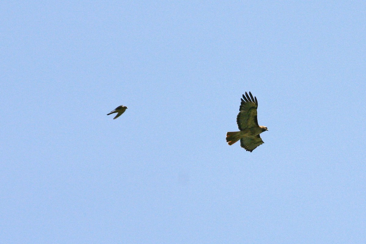 Red-tailed Hawk - William Clark