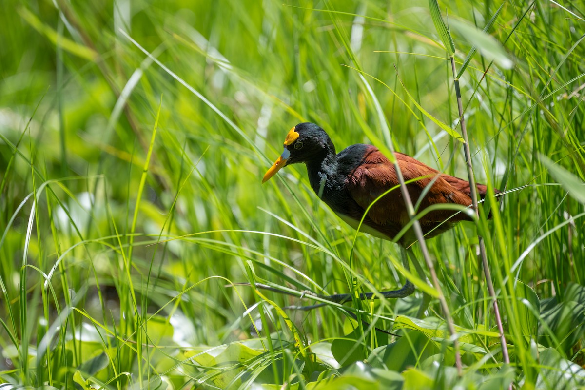 Jacana du Mexique - ML618920920