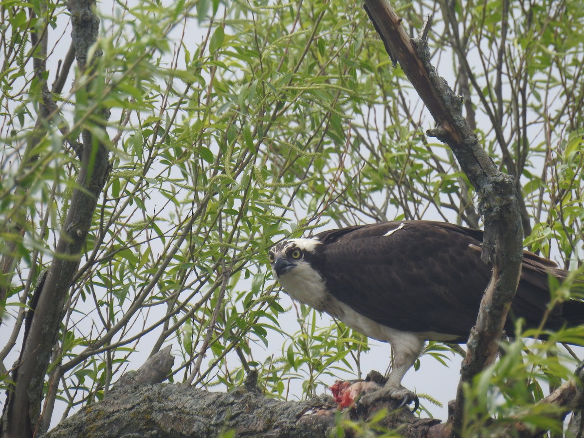 Osprey - Tom Dibblee