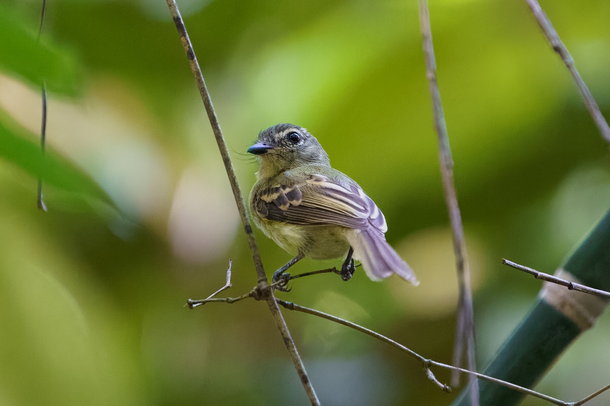 Large-headed Flatbill - David Cedeño