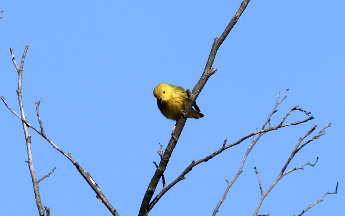 Yellow Warbler - Ronald Duemler
