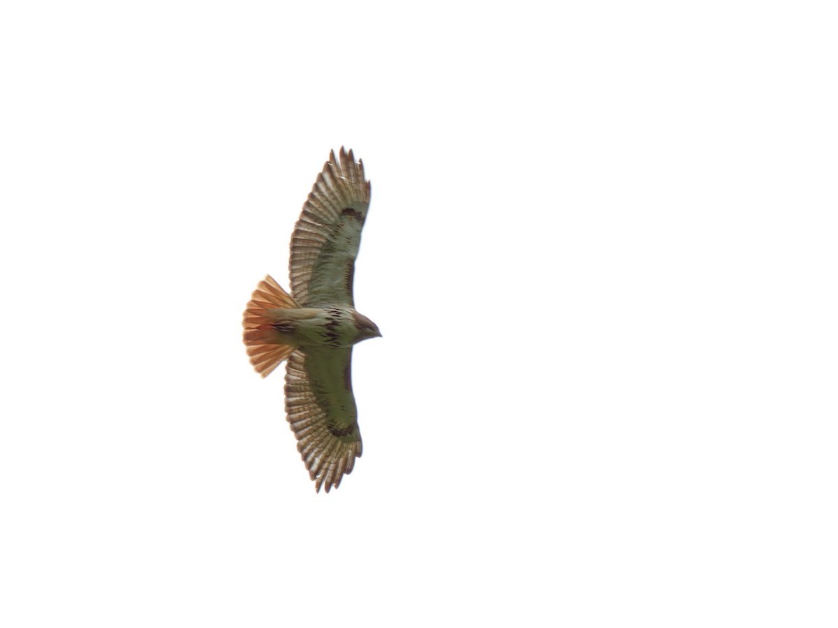 Red-tailed Hawk - Ankur Dave