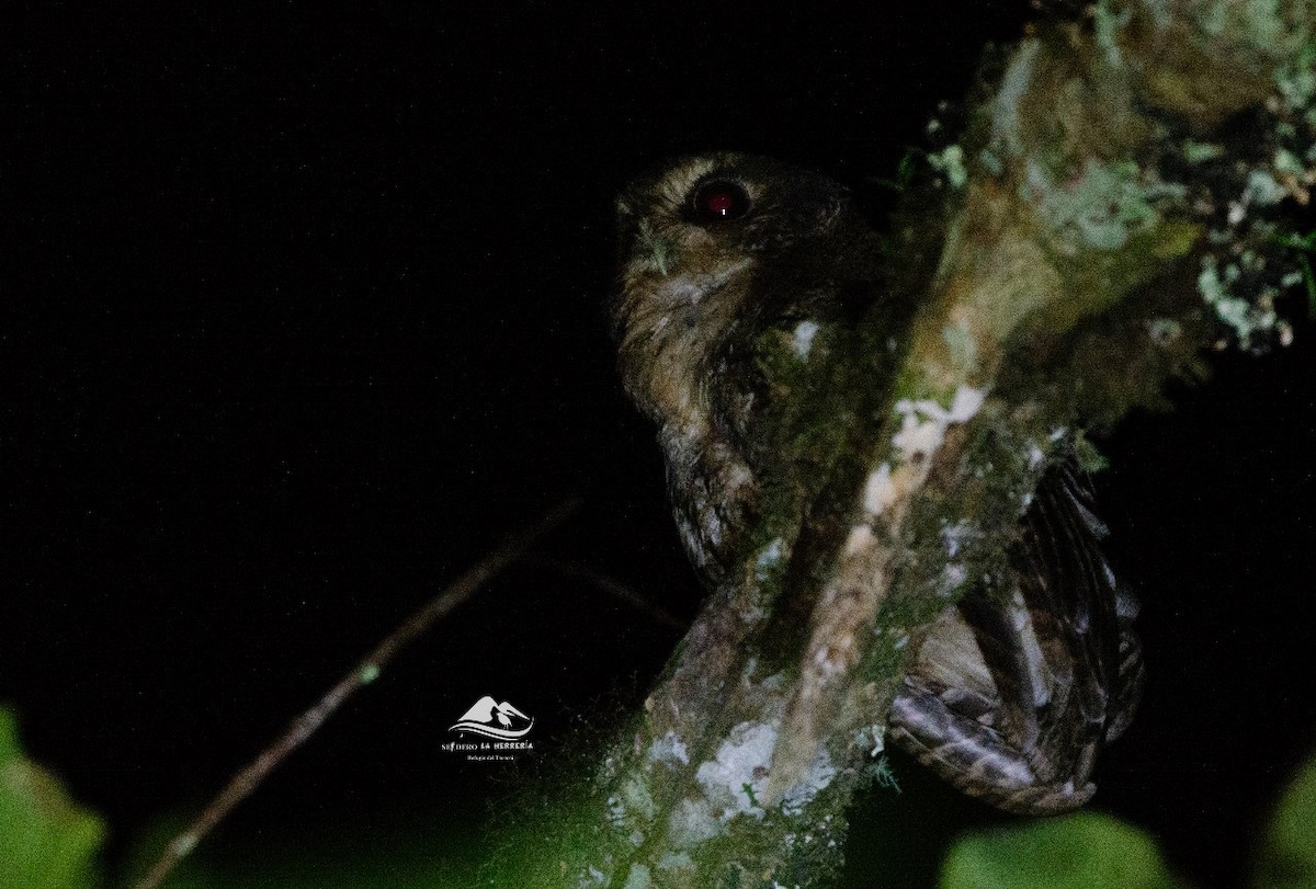 Rufescent Screech-Owl - Jose Esteban Cortes Rodríguez