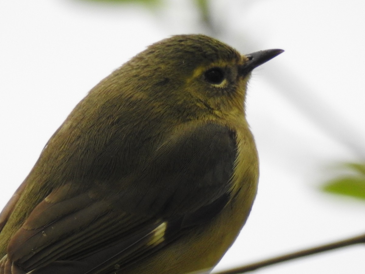 Black-throated Blue Warbler - Dennis S Main