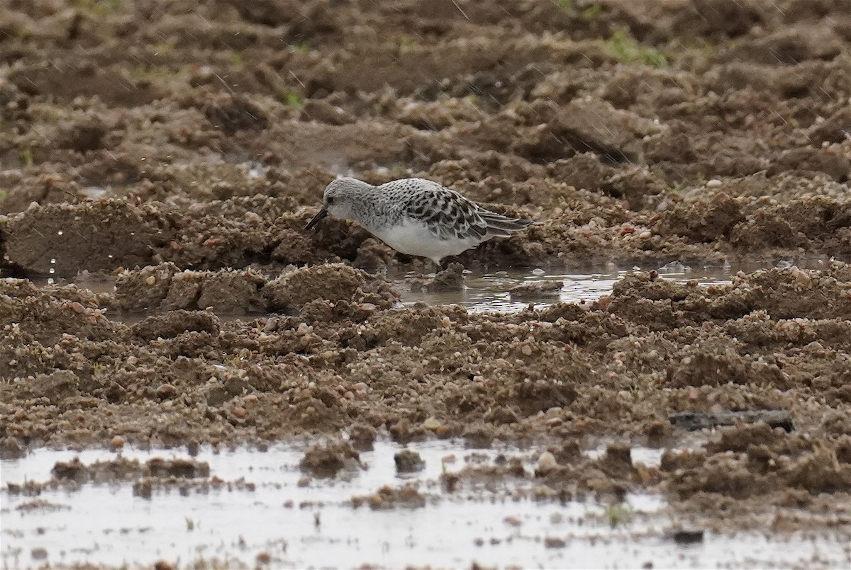 Sanderling - ML618920967