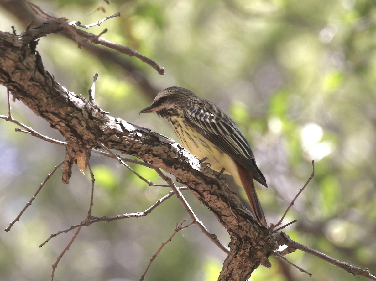 Sulphur-bellied Flycatcher - Mary Backus