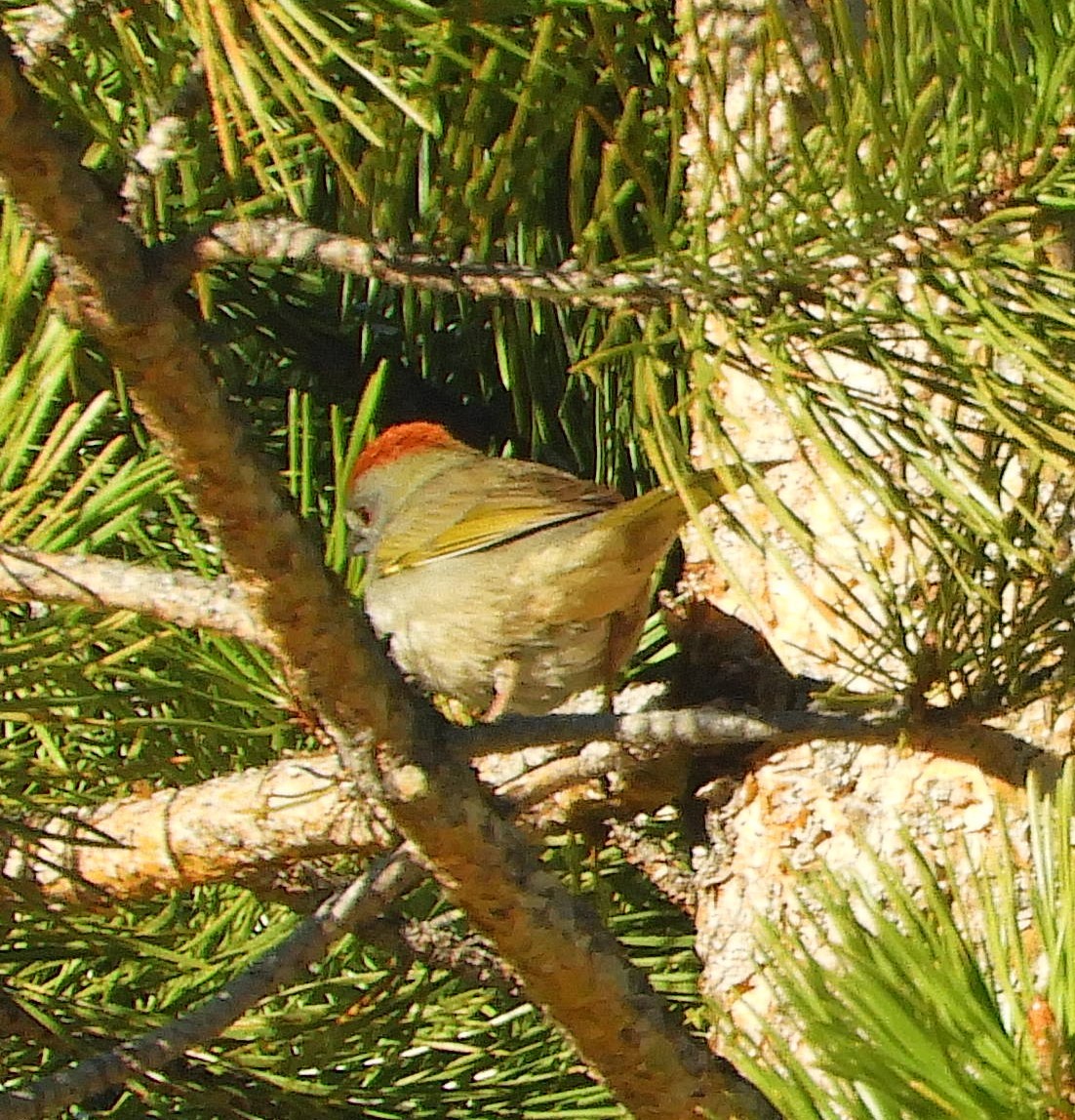 Green-tailed Towhee - ML618920982