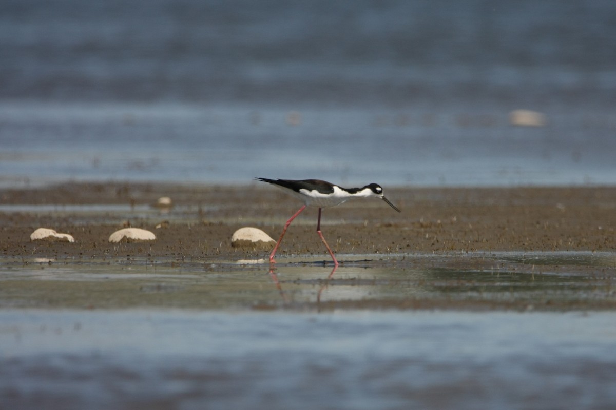 Black-necked Stilt - ML618921001