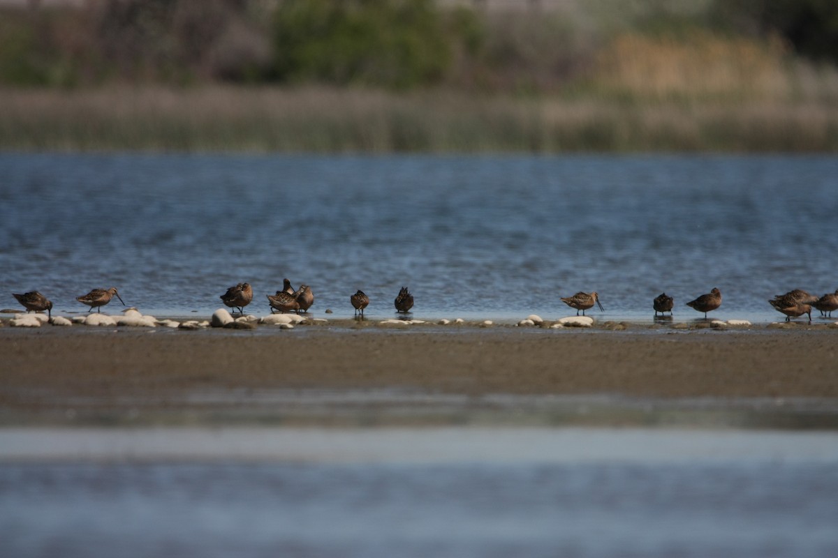 Long-billed Dowitcher - ML618921033