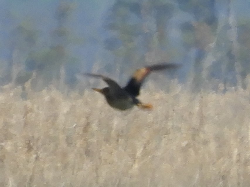 Least Bittern - ML618921043