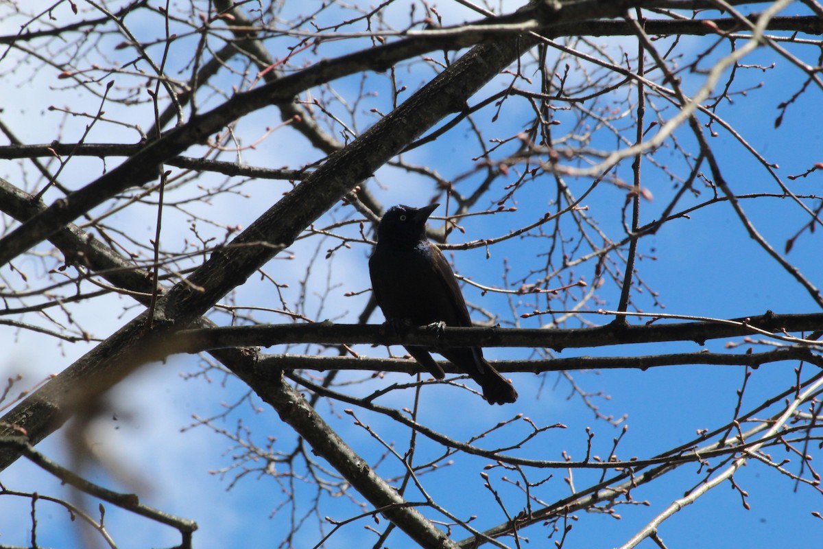 Common Grackle - Julia Cameron