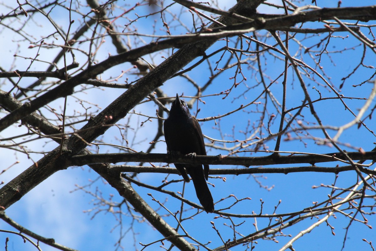 Common Grackle - Julia Cameron