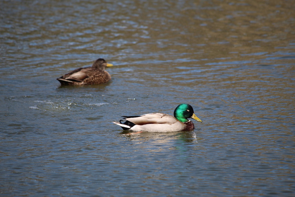 Canard colvert - ML618921075