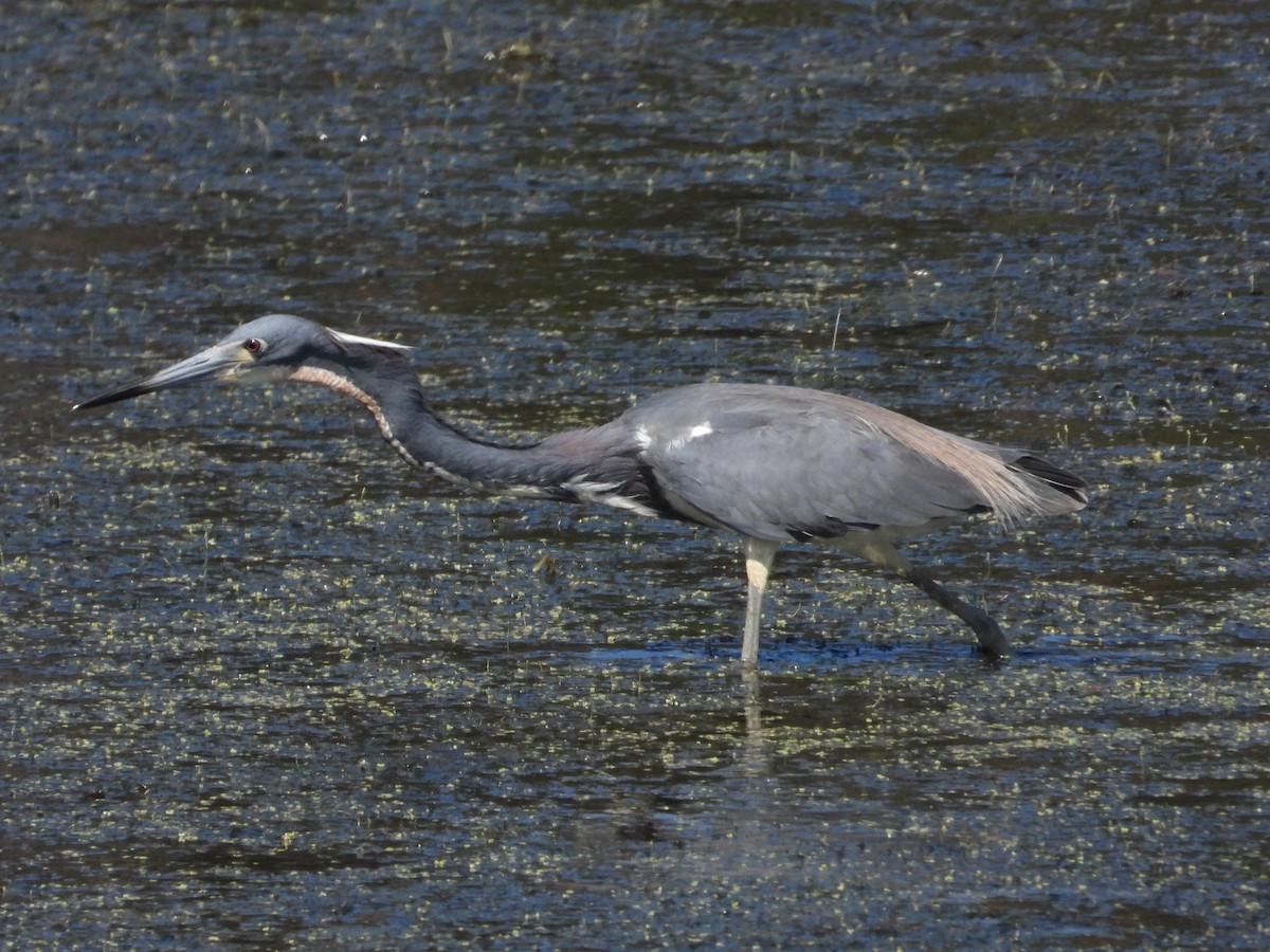 Tricolored Heron - ML618921082