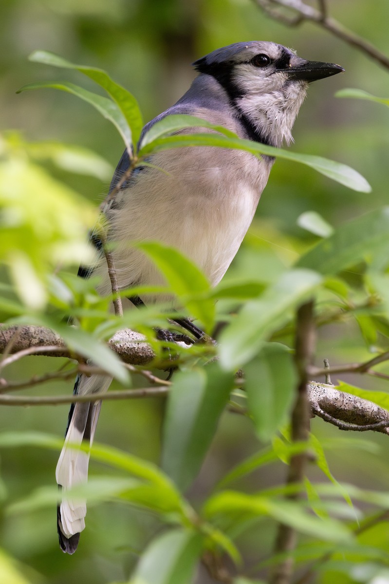 Blue Jay - Patrick Addy