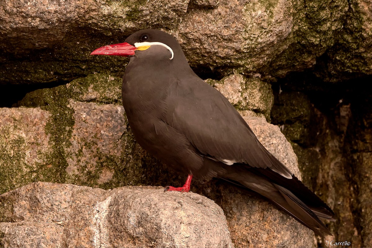 Inca Tern - Juan Carlos Carreño Rojas