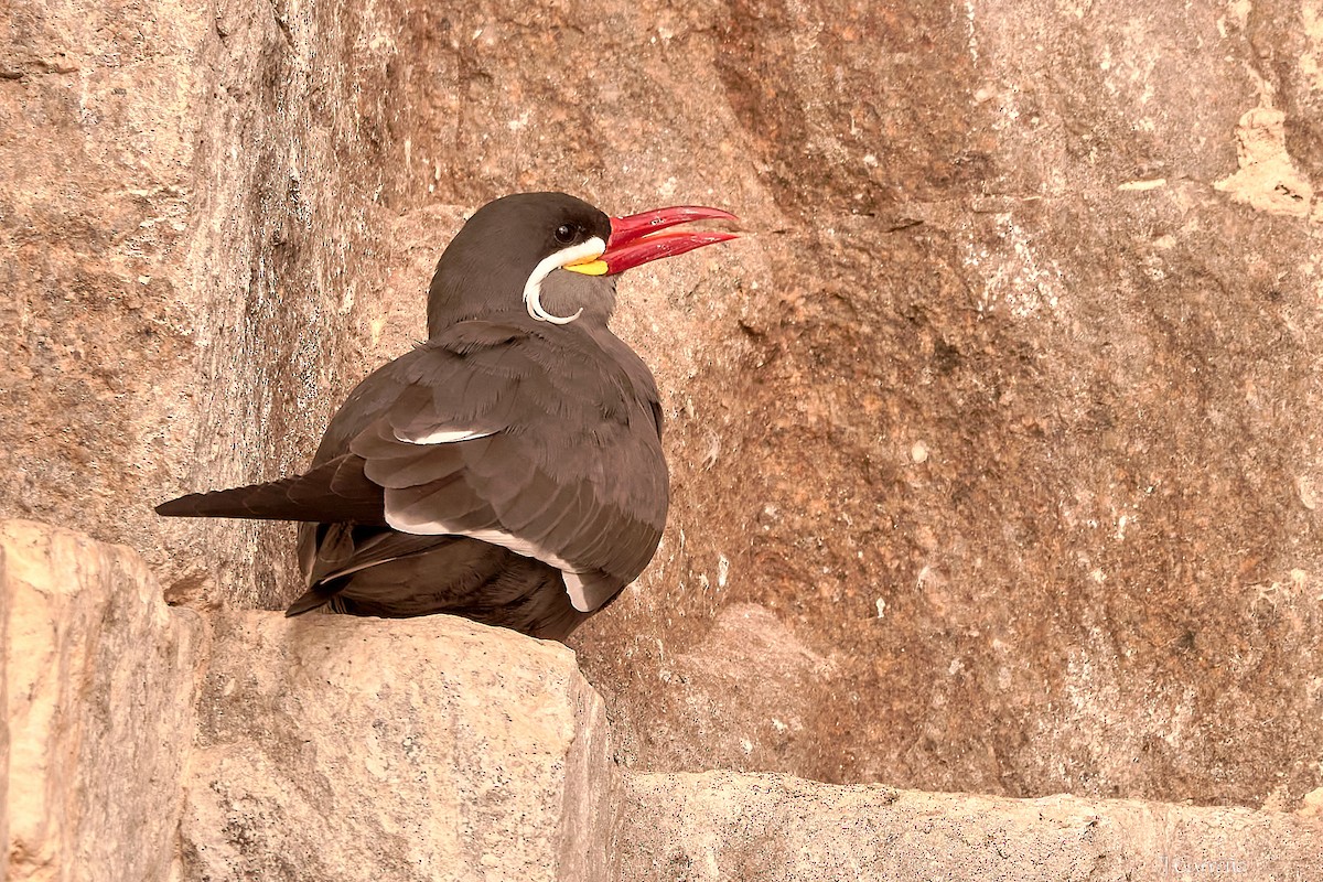 Inca Tern - Juan Carlos Carreño Rojas