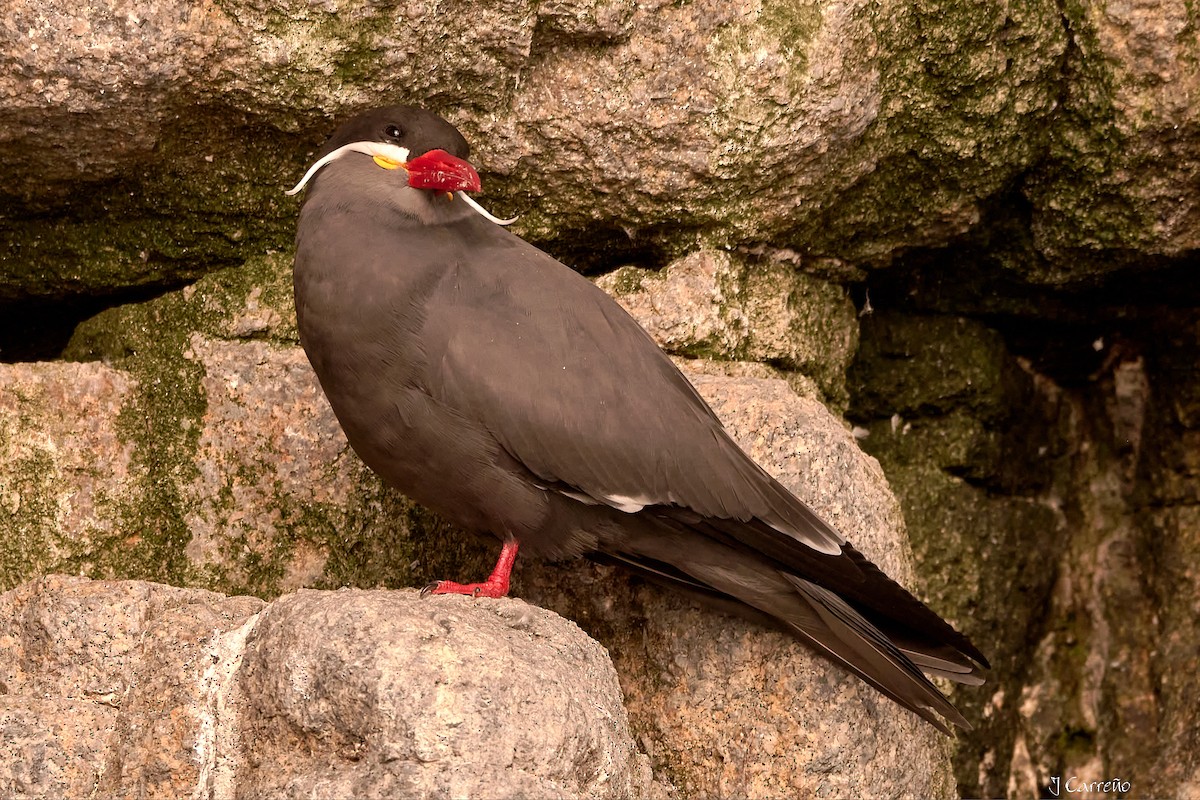 Inca Tern - Juan Carlos Carreño Rojas