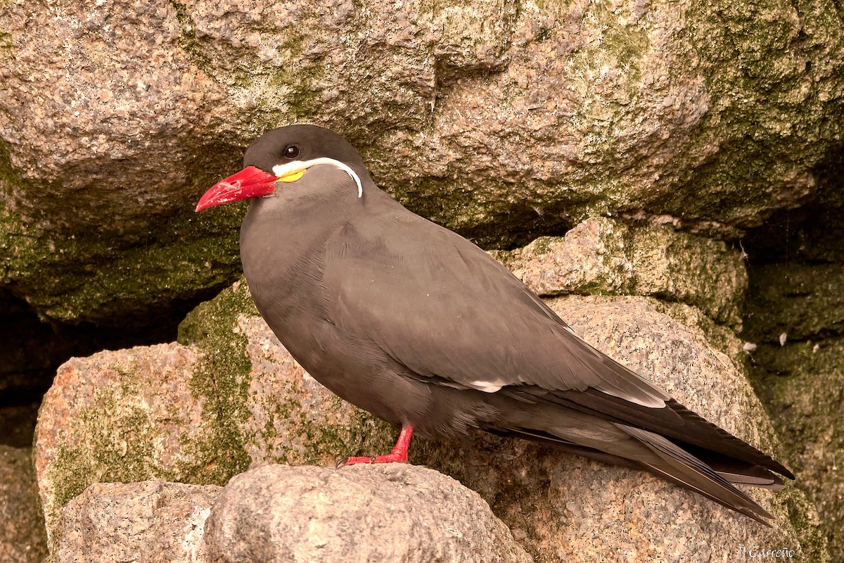 Inca Tern - Juan Carlos Carreño Rojas