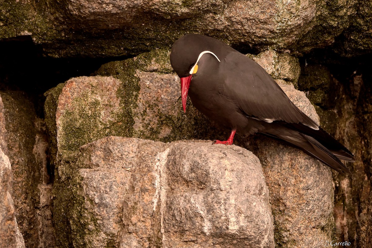 Inca Tern - Juan Carlos Carreño Rojas