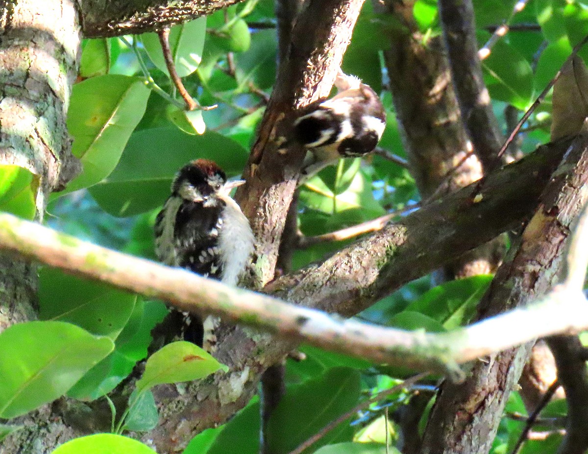 Downy Woodpecker - Linda  Fell