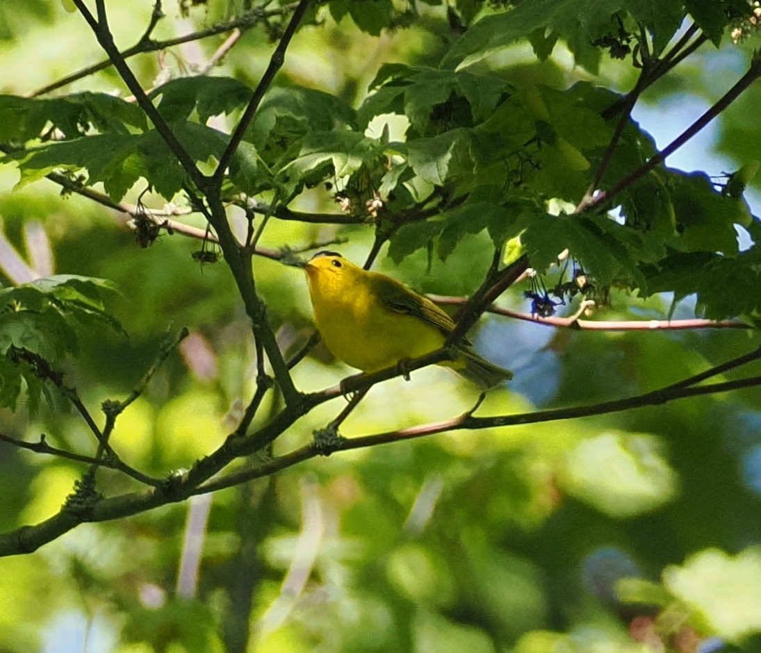 Wilson's Warbler - Veronica Goidanich