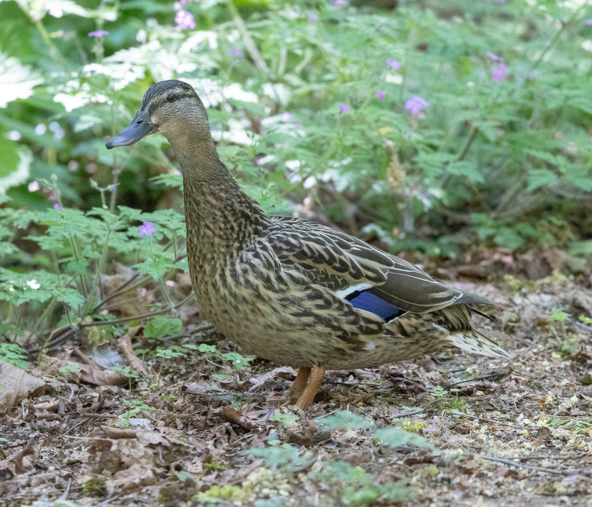 Mallard - Greg Harrington