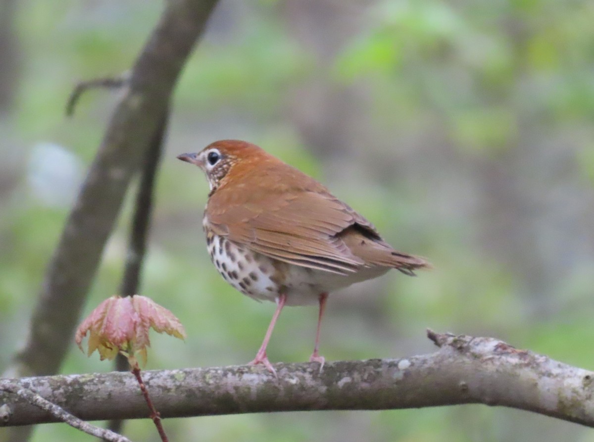 Wood Thrush - Pamela Hunt