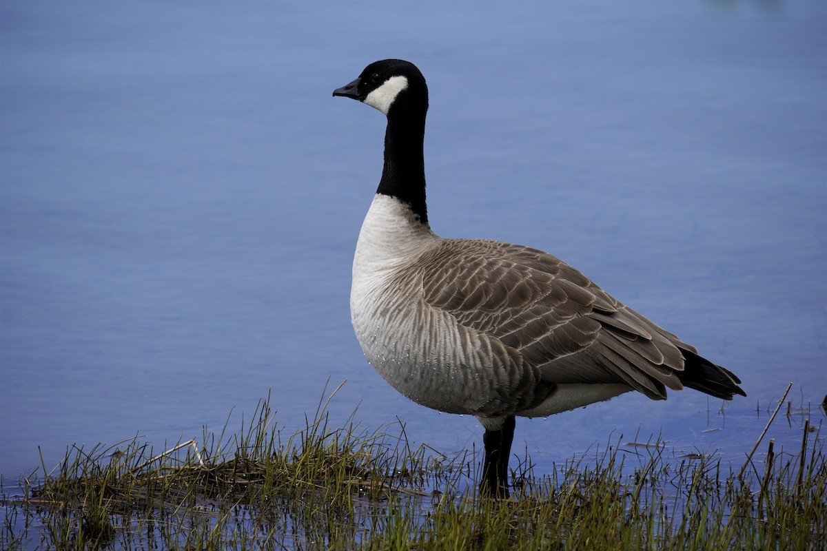 Cackling Goose - ML618921171