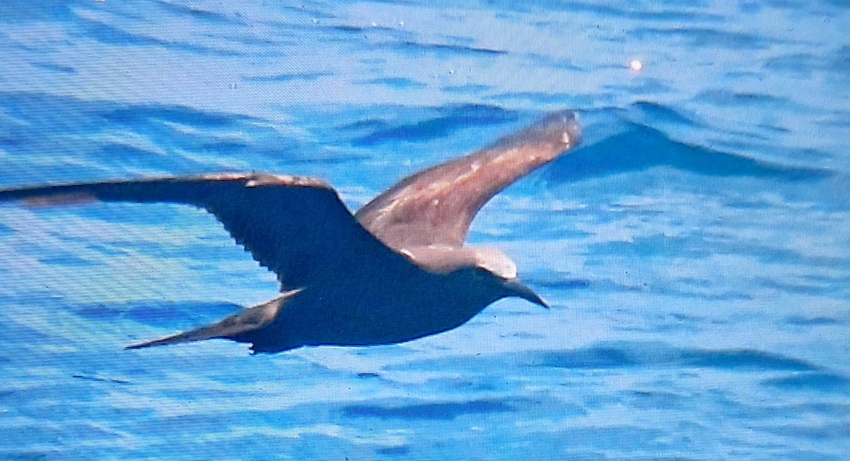 Brown Noddy - Chris Haddon