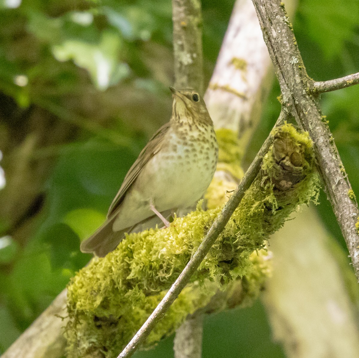 Swainson's Thrush - Greg Harrington