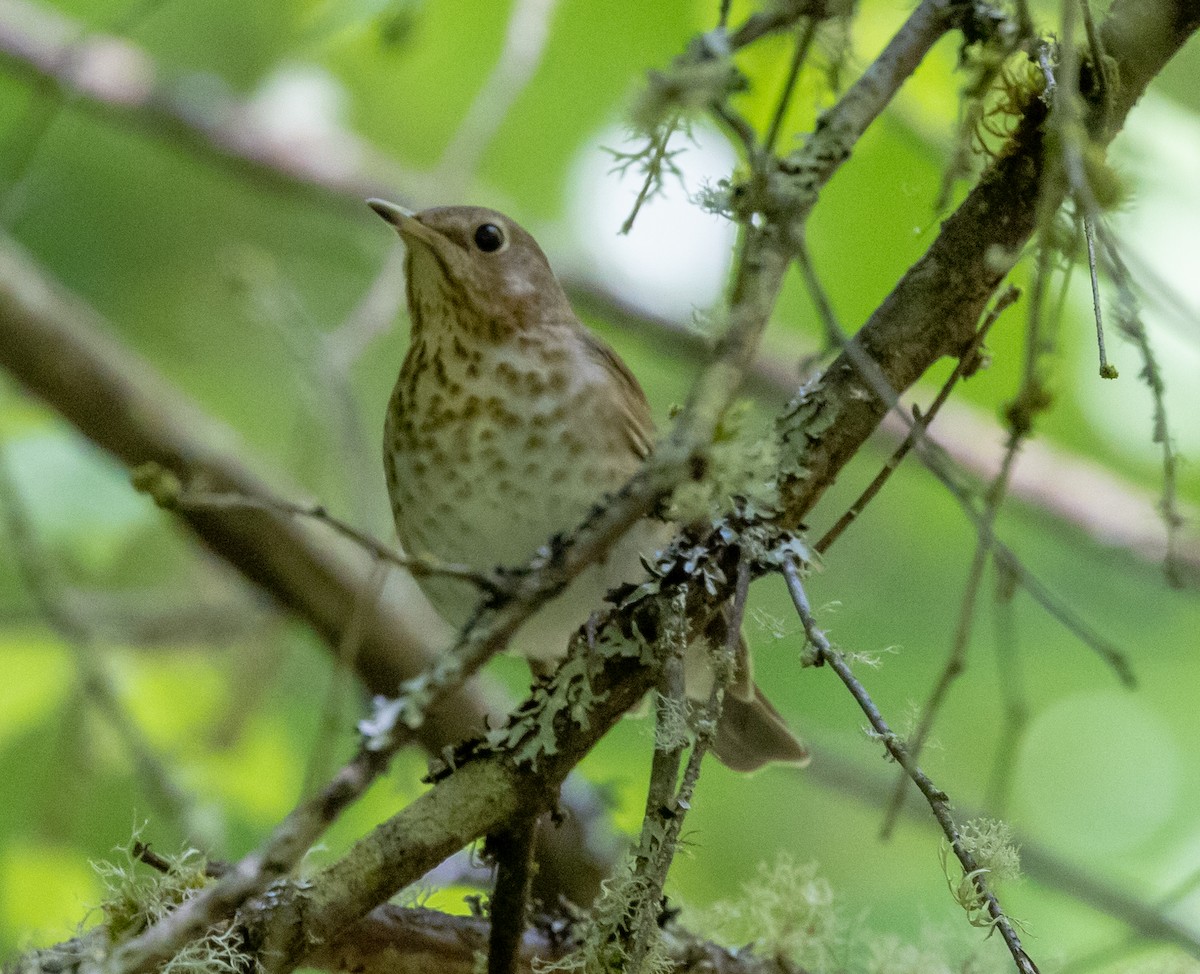 Swainson's Thrush - Greg Harrington