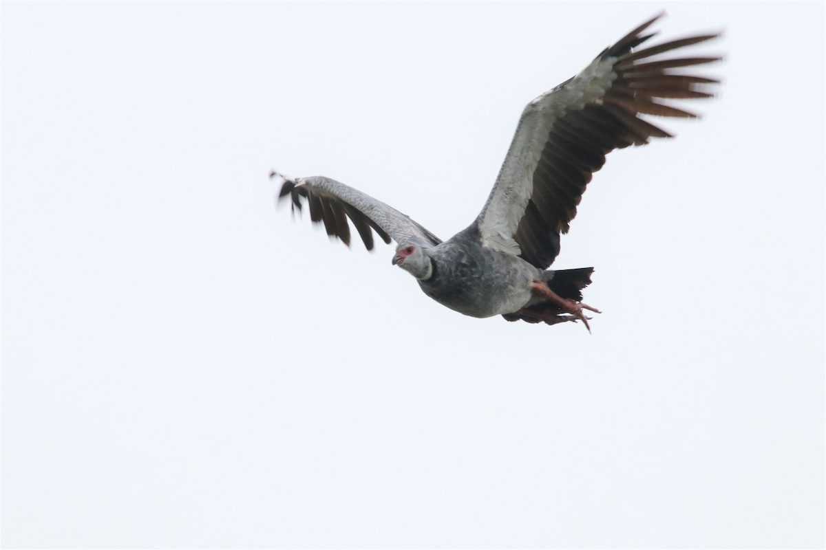 Southern Screamer - Haydee Cabassi