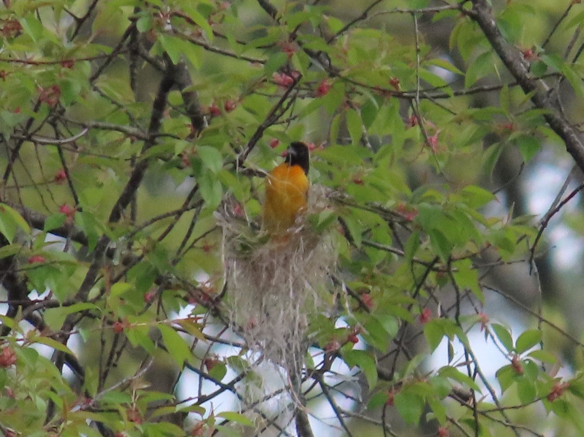 Baltimore Oriole - Pamela Hunt