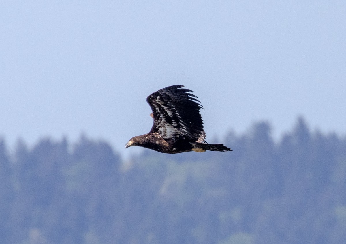 Bald Eagle - Greg Harrington