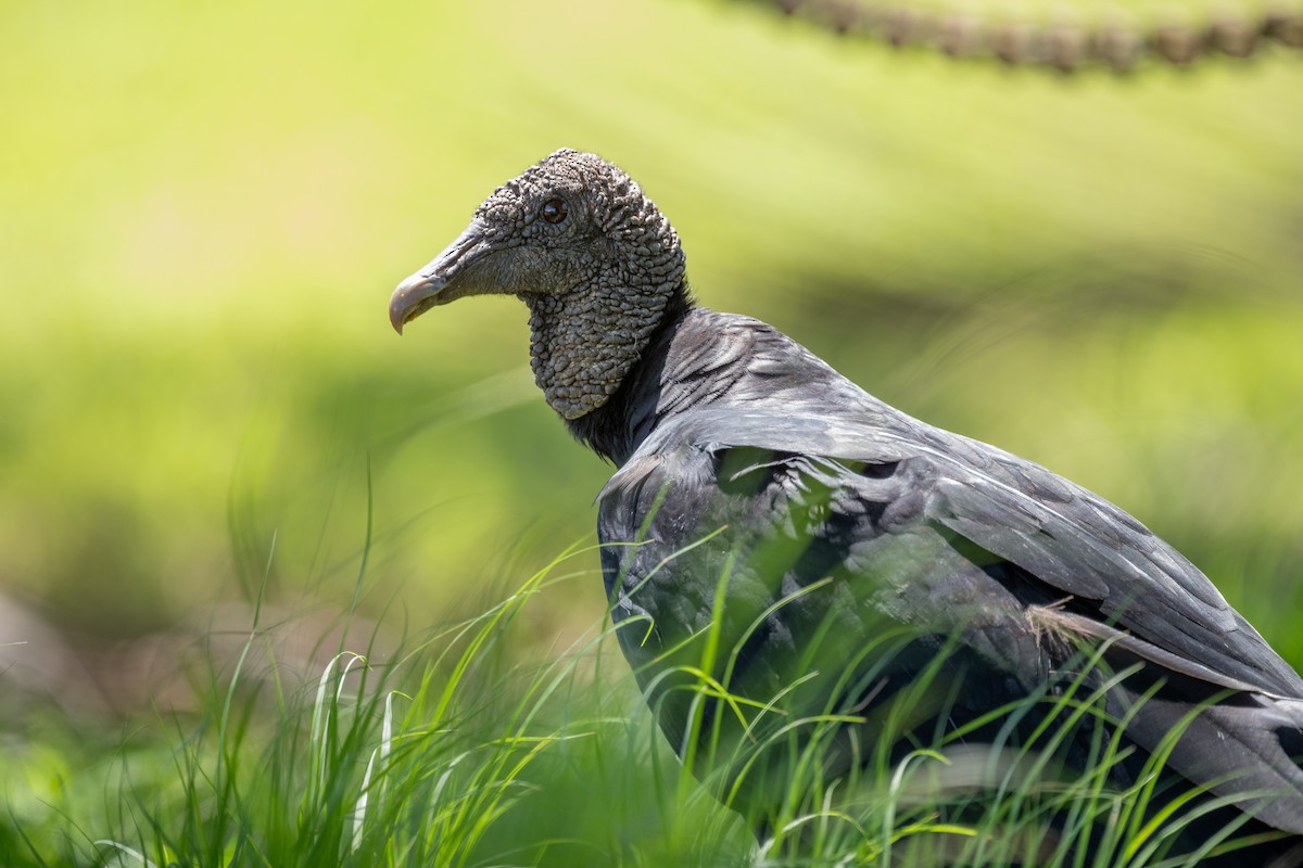 Black Vulture - Charles Thomas