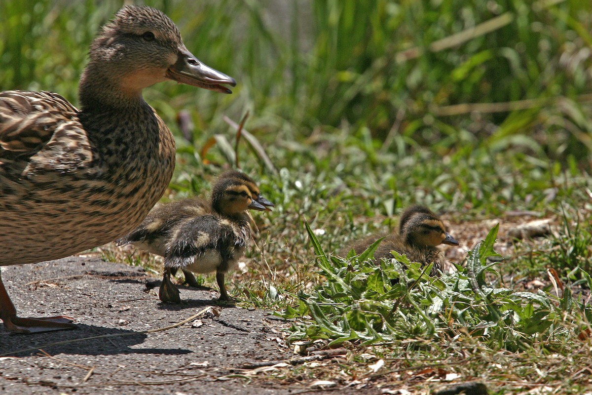 Mallard - William Clark