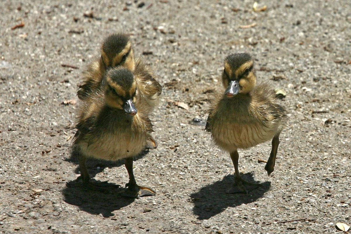 Mallard - William Clark