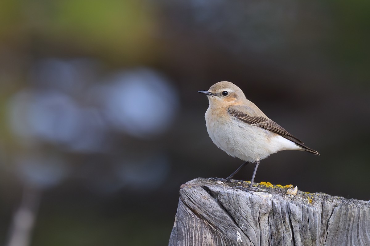 Northern Wheatear - Sylvain Reyt