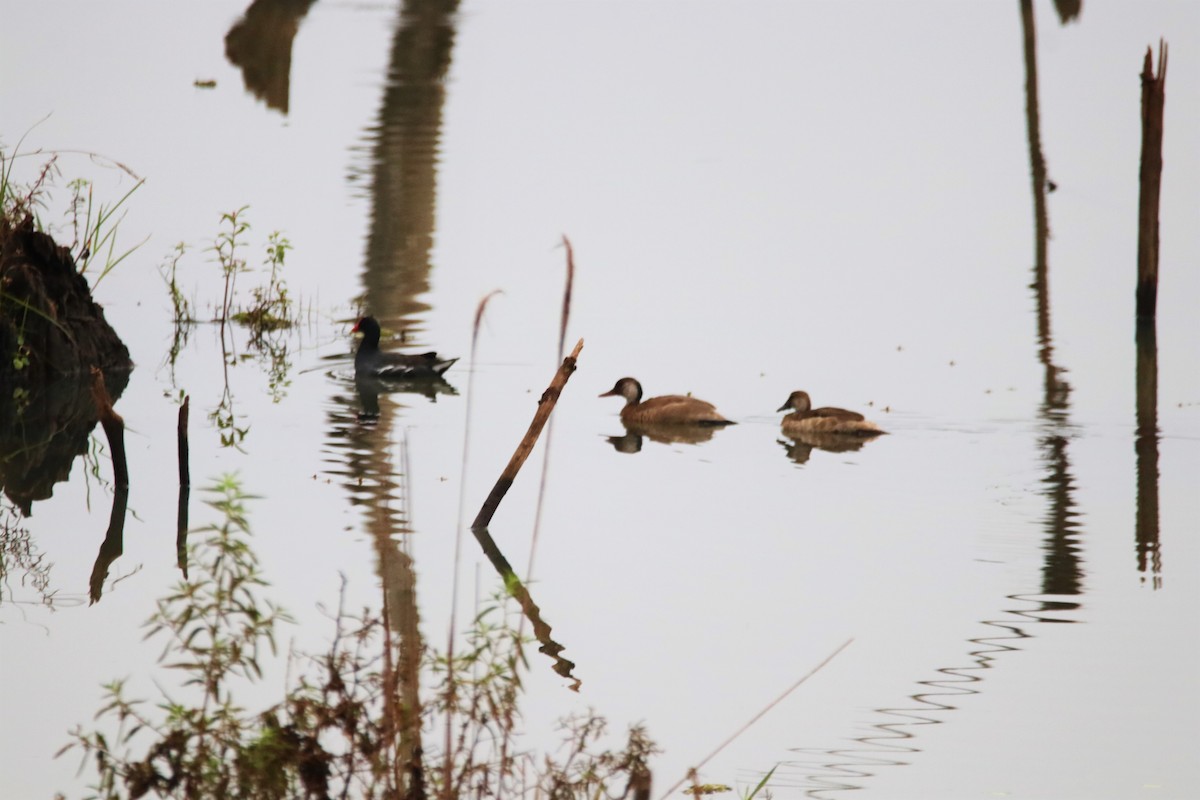 Brazilian Teal - Haydee Cabassi