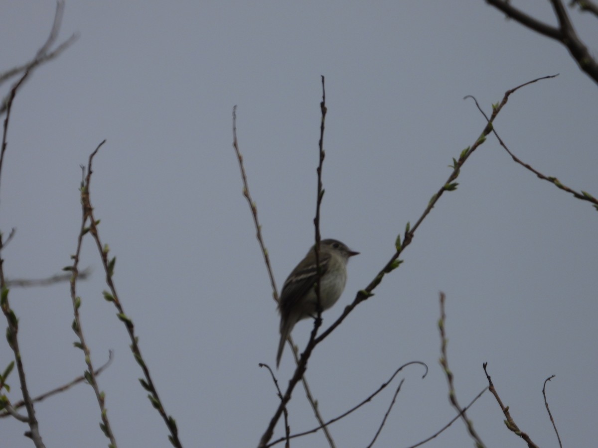 Least Flycatcher - Chantal Côté