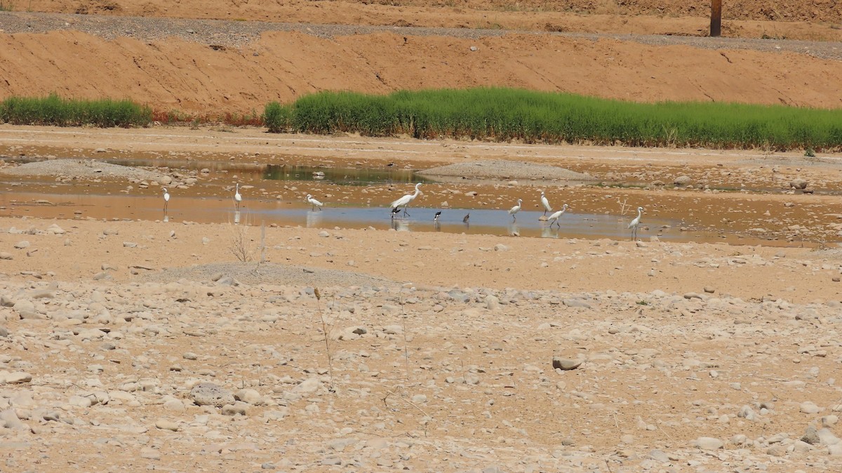 Great Egret - Anne (Webster) Leight