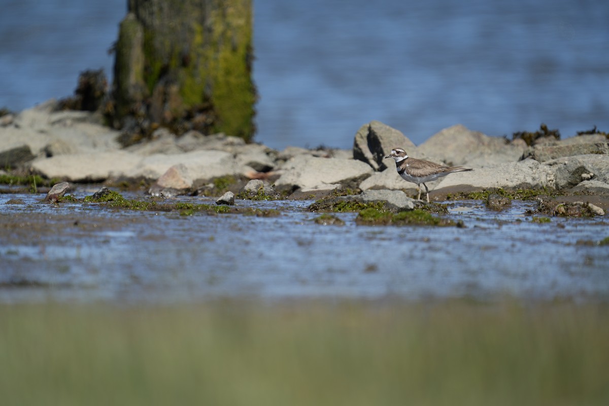 Killdeer - Derek Etherton