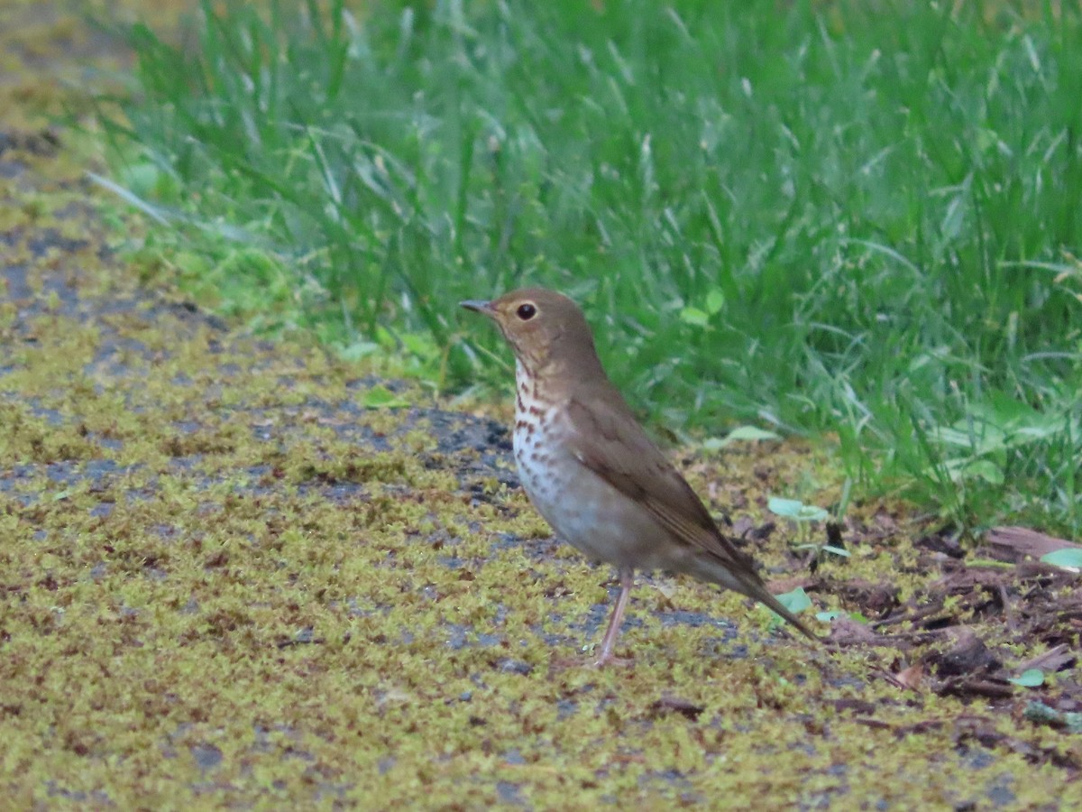 Swainson's Thrush - Michelle Browning