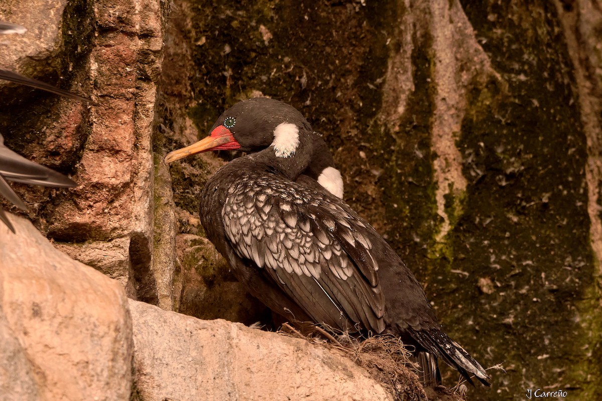 Red-legged Cormorant - Juan Carlos Carreño Rojas